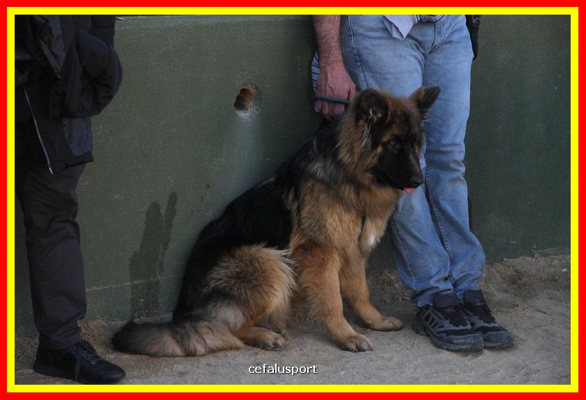 180311 mostra_canina 011.jpg